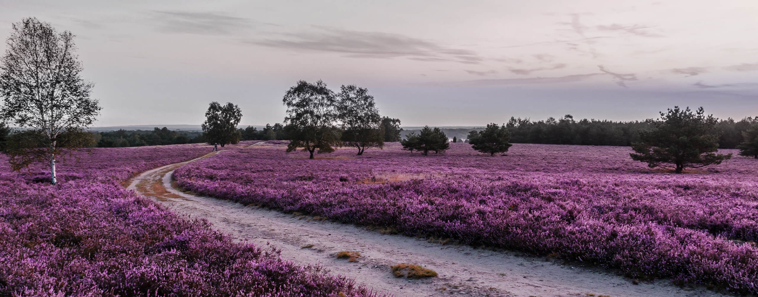 Heideblüte auf dem Naturcamping Lüneburger Heide