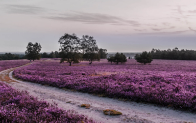 Naturcamping Lüneburger Heide Naturcamping Lüneburger Heide