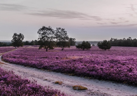 Naturcamping Lüneburger Heide