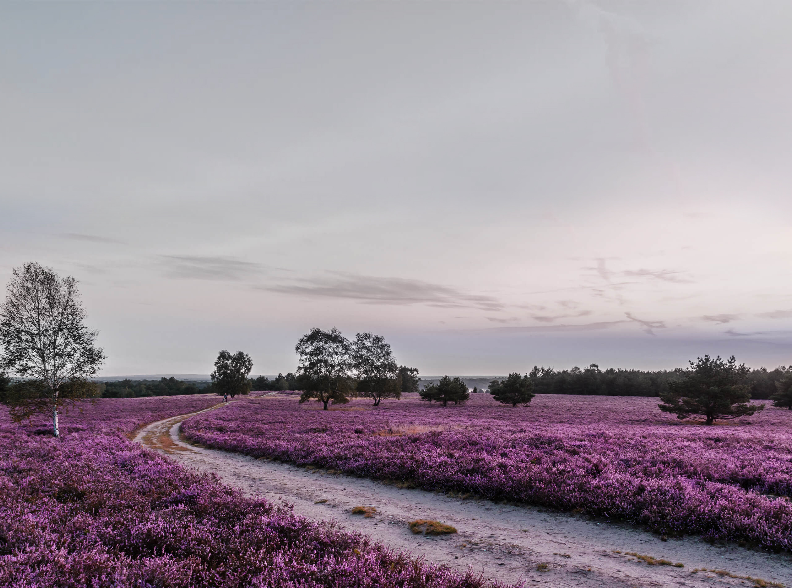 Blühende lila Heidelandschaft in der Lüneburger Heide mit Wanderweg